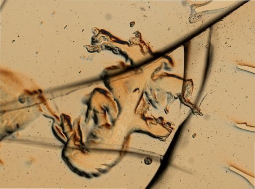 Flabellina verrucosa