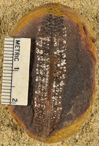 Pecopteris