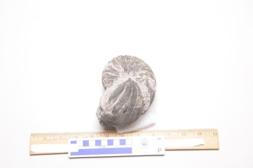 Nephriticeras magister