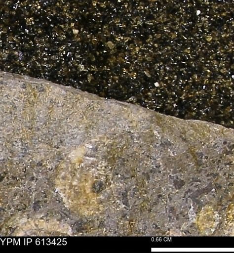 Scaphites sp.