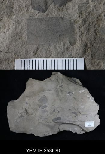 Eurypterus sp.