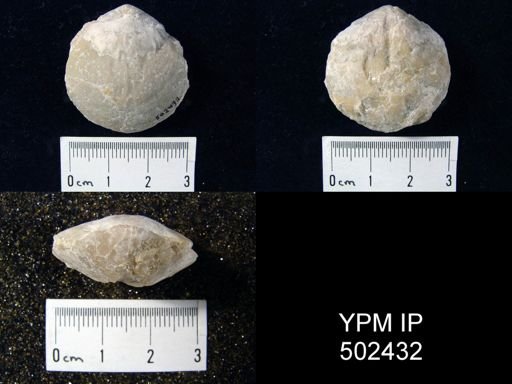 undet. Rhynchonelliformea