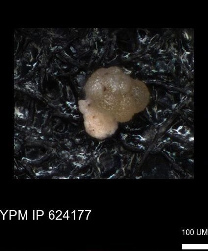 undet. Foraminiferida