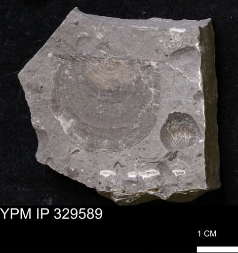 Stropheodonta perplana