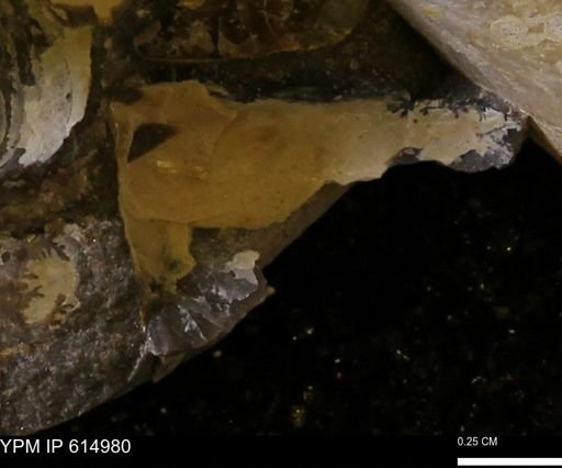 undet. Mollusca
