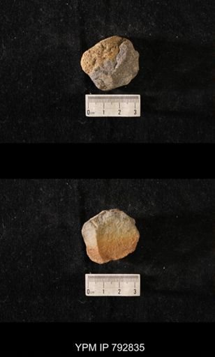 Hindia sphaeroidalis