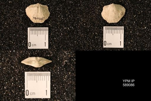 Dinorthis subquadrata