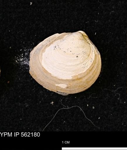 Limopsis striatopunctatus