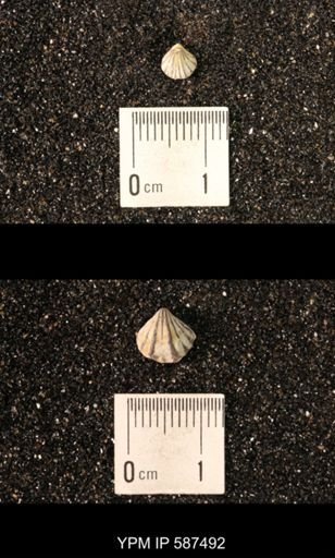 Camarotoechia whitei