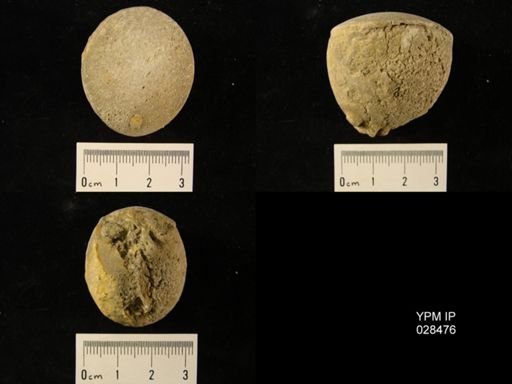 Hexameroceras hirtzeri
