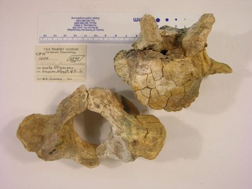Moeritherium sp.