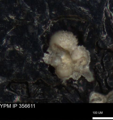 undet. Foraminiferida