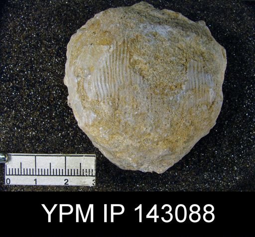 Productus (Linoproductus) sp.