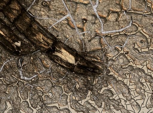 Synalpheus hemphilli