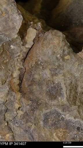 Inoceramus sp.