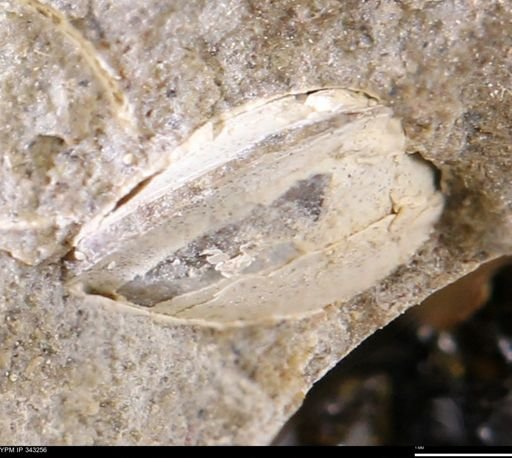 undet. Bivalvia