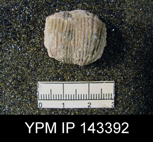 Productus (Dictyoclostus) gratiosus