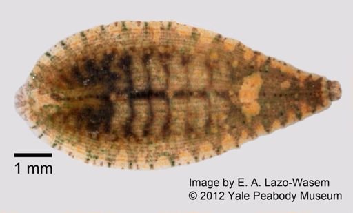 Placobdella ornata