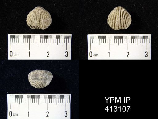 Anastrophia sp.