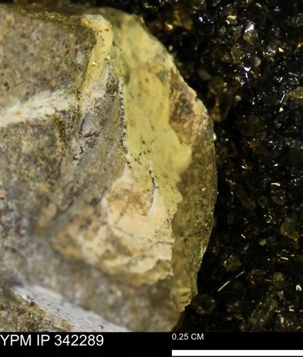 undet. Scaphitidae