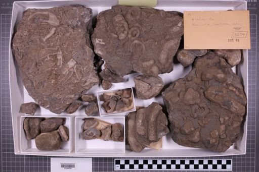 mixed taxa, stratigraphic collection