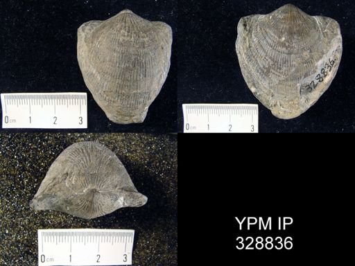Atrypa sp.