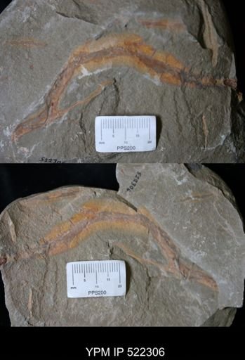 undet. Ichnofossil