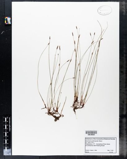 Eleocharis erythropoda
