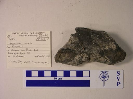 Dunkleosteus terrelli