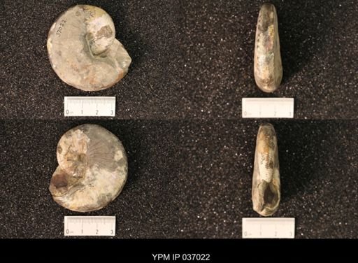 Hoploscaphites nicolletii