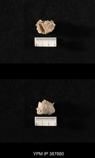 Hercosia sp.