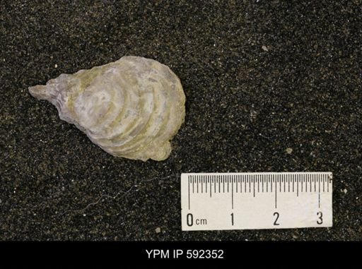 Inoceramus acutiplicata
