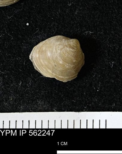 Limopsis striatopunctatus