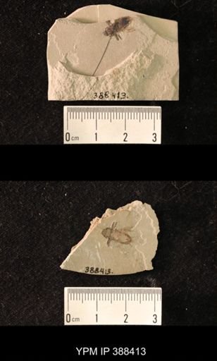 undet. Gryllidae