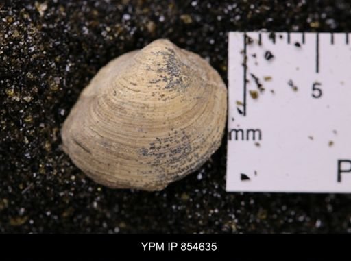 Limopsis striatopunctatus