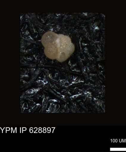 undet. Foraminiferida