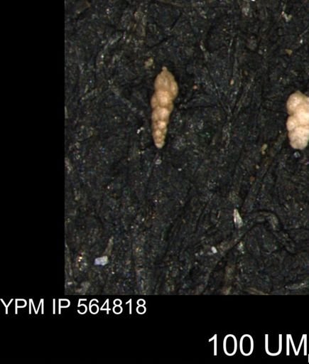 Verneuilinoides kansasensis
