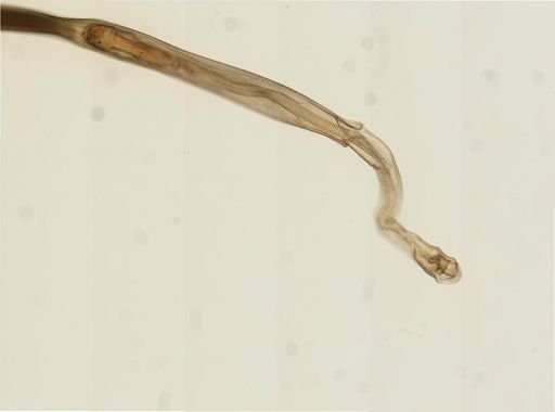 Myopsida