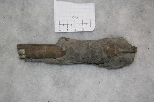 Vaginoceras piscator