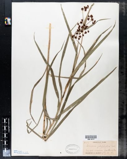 Scirpus polyphyllus