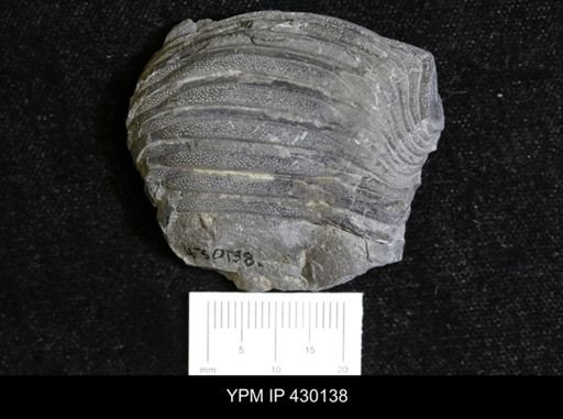 Dipleura dekayi