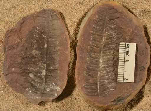 Pecopteris
