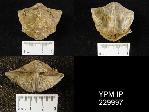 Neospirifer sp.