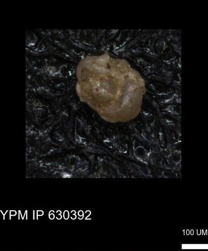 undet. Foraminiferida