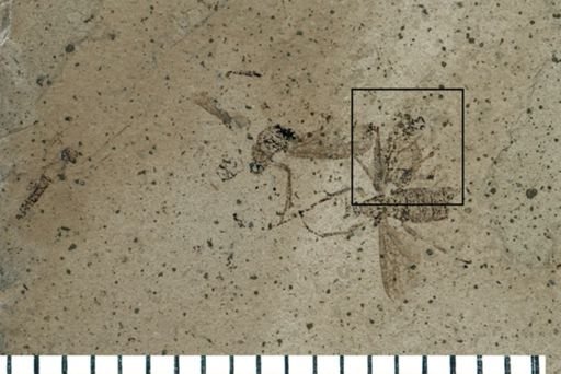 Diptera