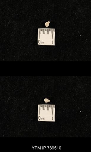 undet. Bryozoa