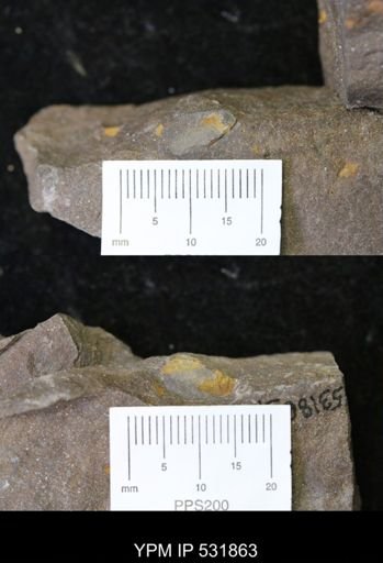 Stylophora?