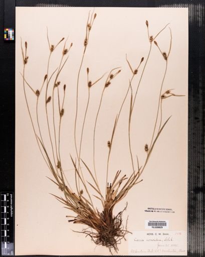 Carex conoidea