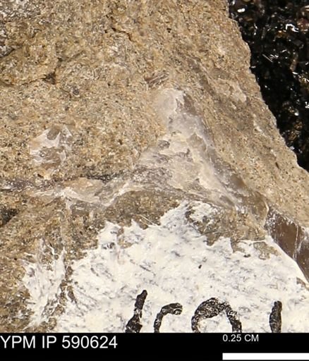 Ostrea sp.