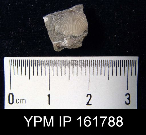 Schuchertella subplana